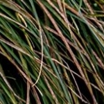 _04C9634.jpg Grande aigrette